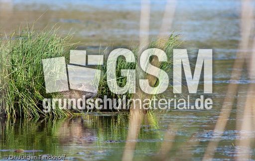 Nutria (5 von 25).jpg